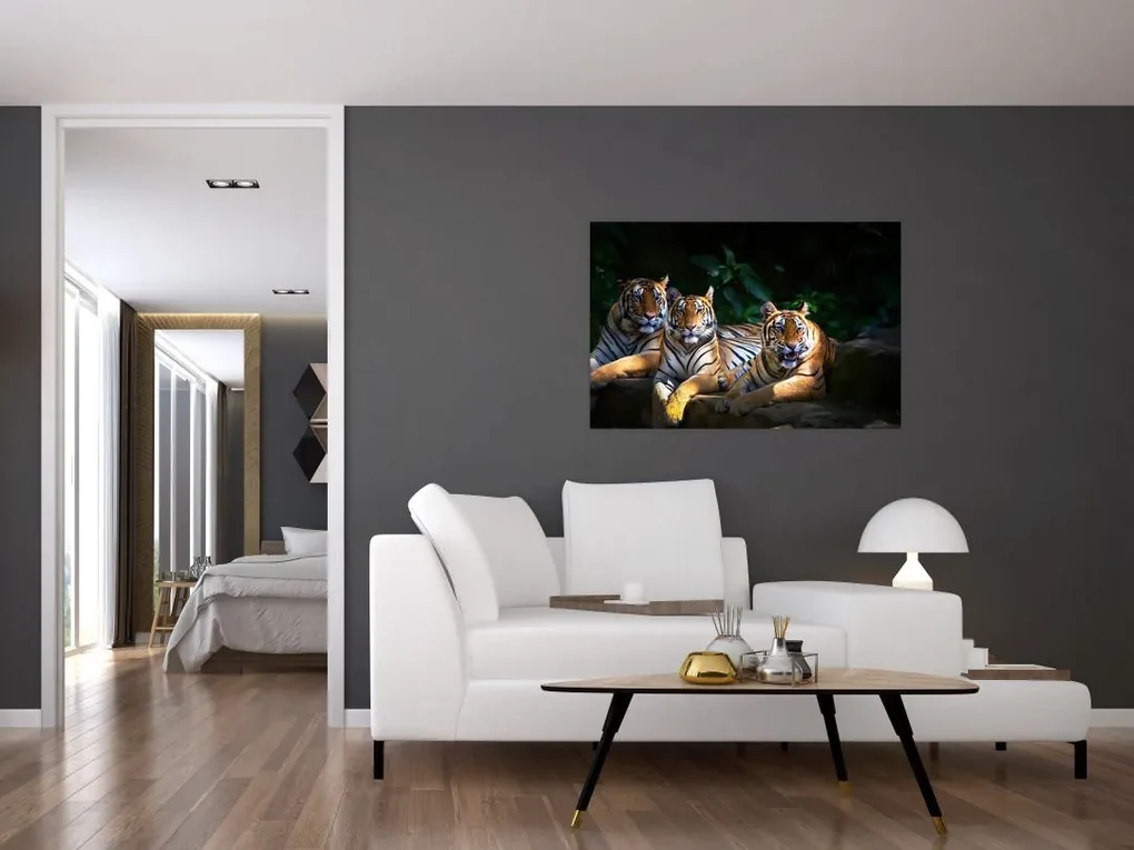 Obraz - Tigrii bratia (90x60 cm)