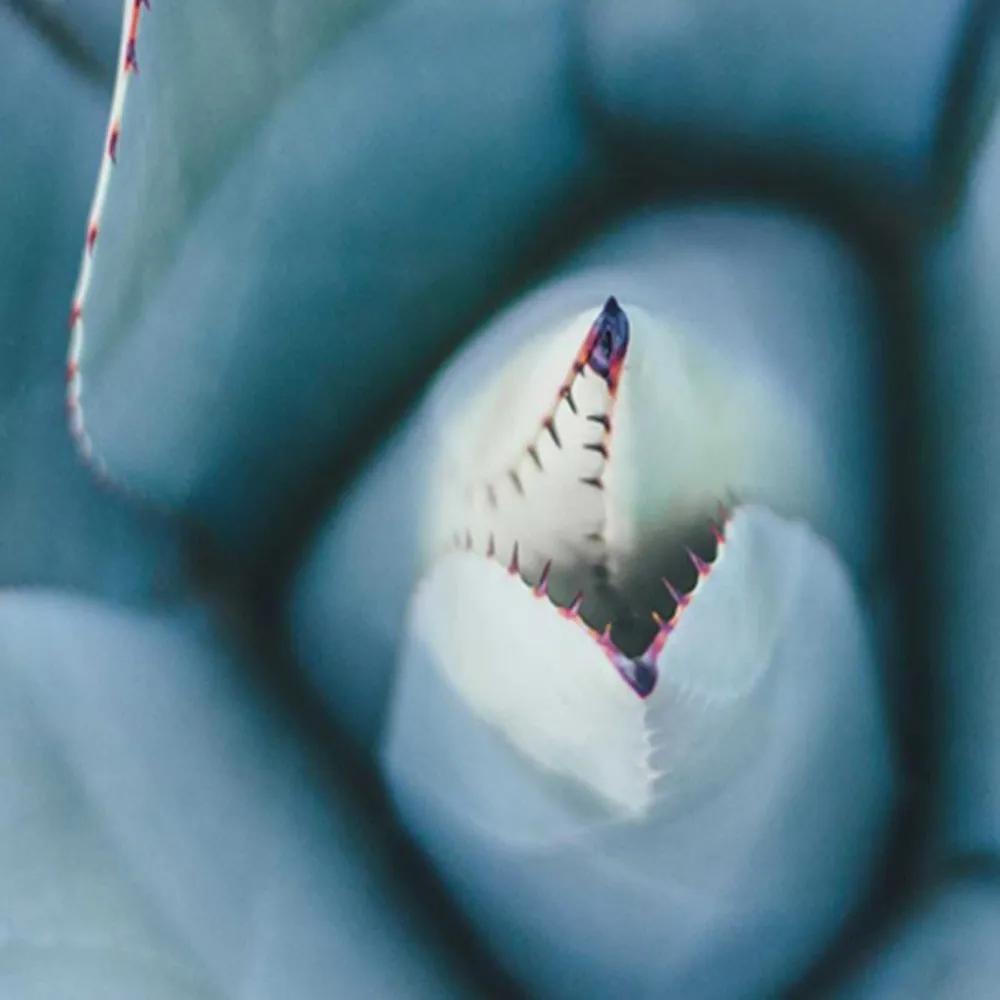 Ozdobný paraván Květy kaktusů - 180x170 cm, päťdielny, obojstranný paraván 360°