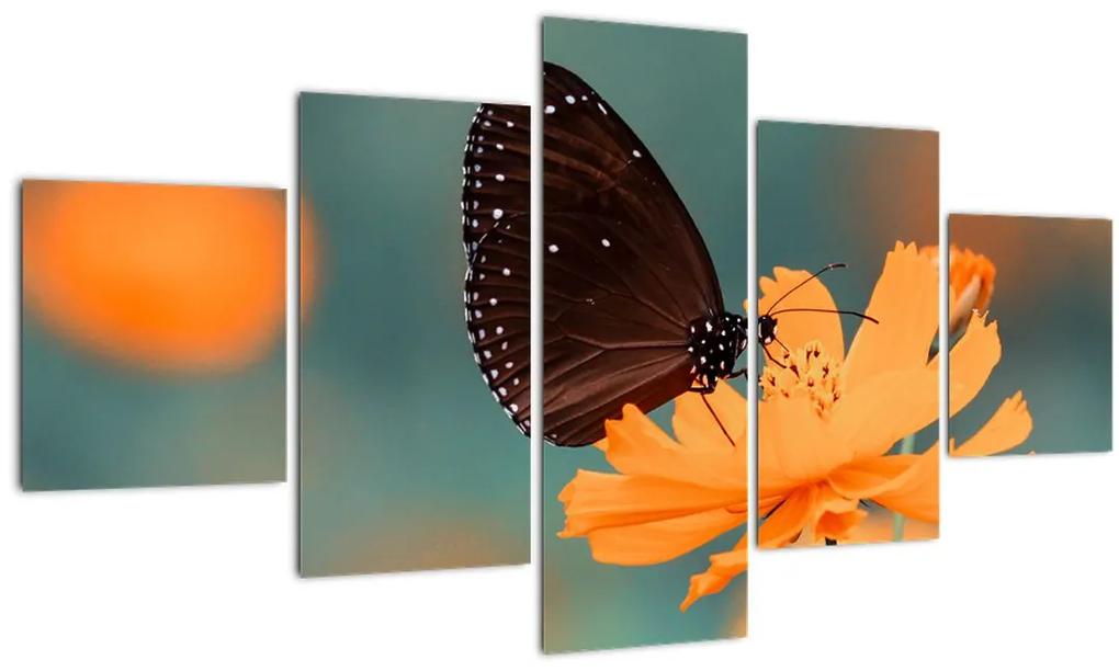 Obraz - motýľ na oranžovom kvete (125x70 cm), 40 ďalších rozmerov