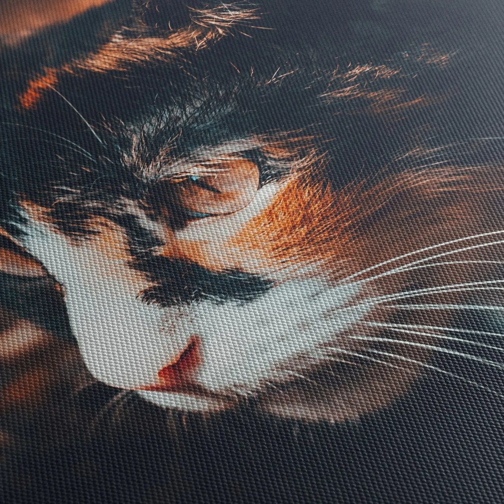 Obraz - Pohľad mačky (70x50 cm)