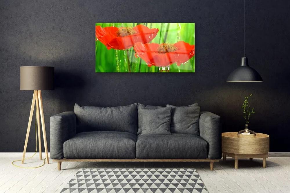 Obraz na skle Maky rastlina príroda 120x60 cm