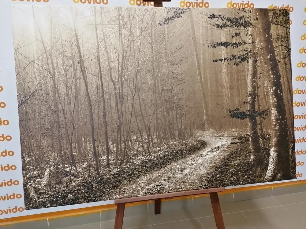 Obraz sépiová cestička do lesa - 90x60