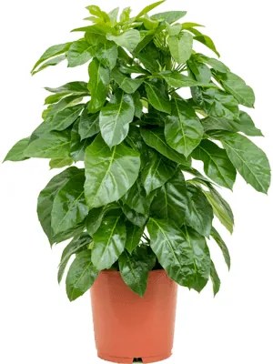 Schefflera actinophylla Paradise Tuft 2pp 24x80 cm