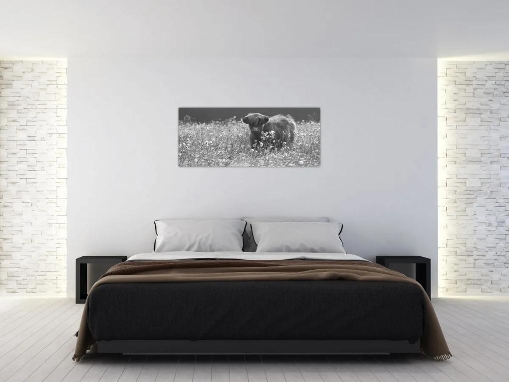 Obraz - Škótska krava 5, čiernobiela (120x50 cm)