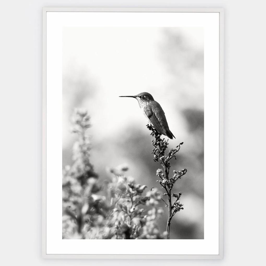 Plagát s fotografiou kolibríka