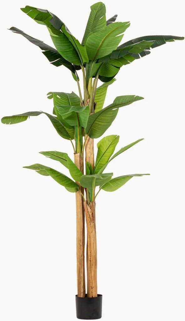Exteriérová rastlinná dekorácia Banana, V 280 cm