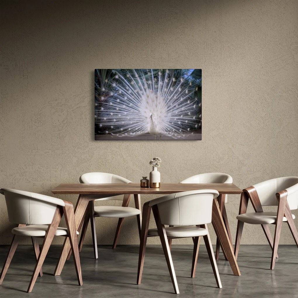 Obraz - Biely páv (90x60 cm)