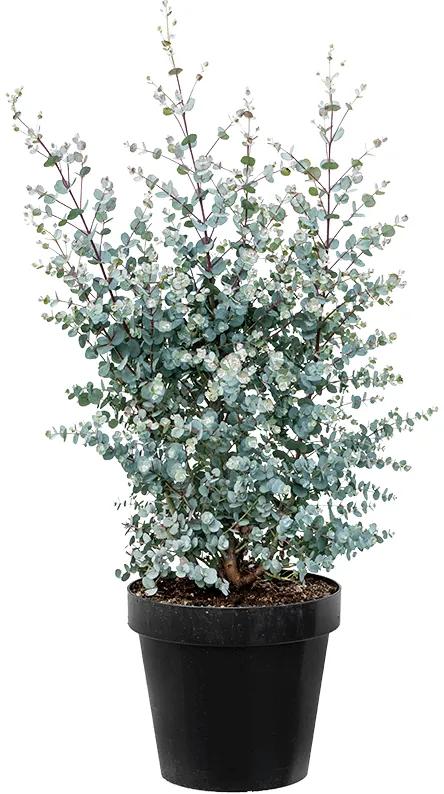 Eucalyptus gunii 23x80 cm
