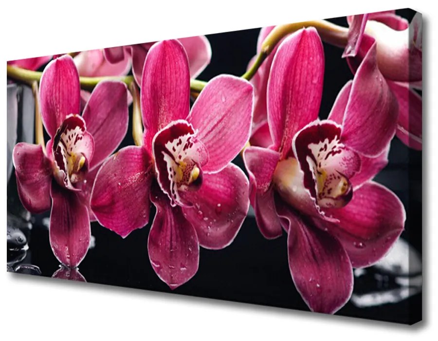 Obraz Canvas Kvety orchidey výhonky príroda 100x50 cm