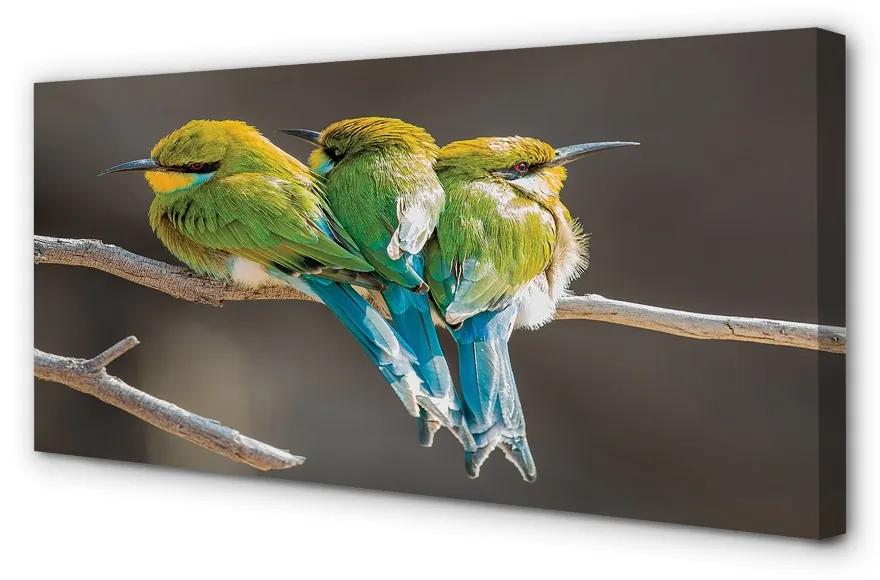 Obraz na plátne Vtáky na vetve 100x50 cm