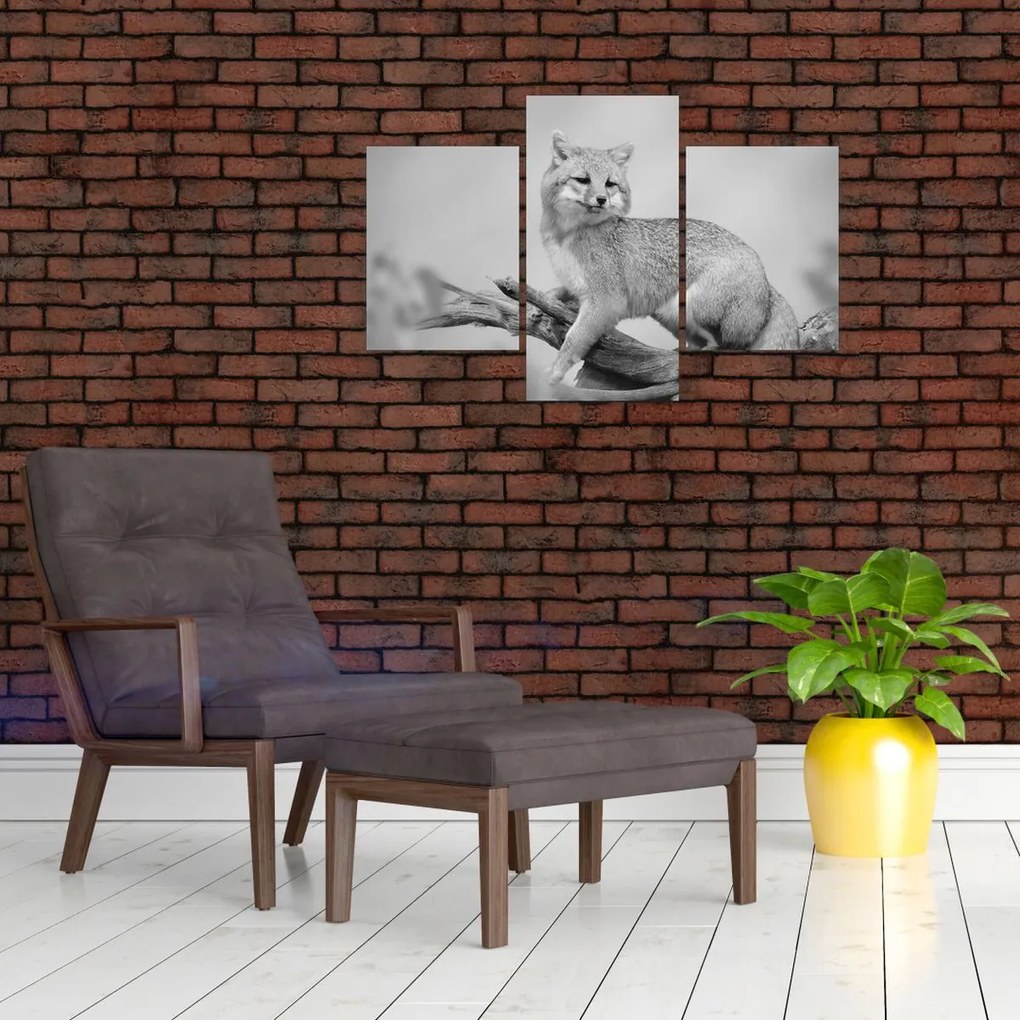 Obraz - Líška šedá (90x60 cm)