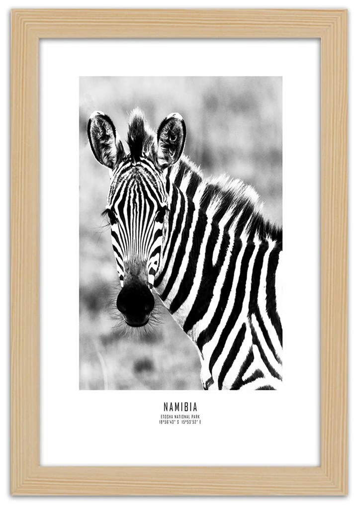 Gario Plagát Zvedavá zebra Farba rámu: Bez rámu, Rozmery: 30 x 45 cm