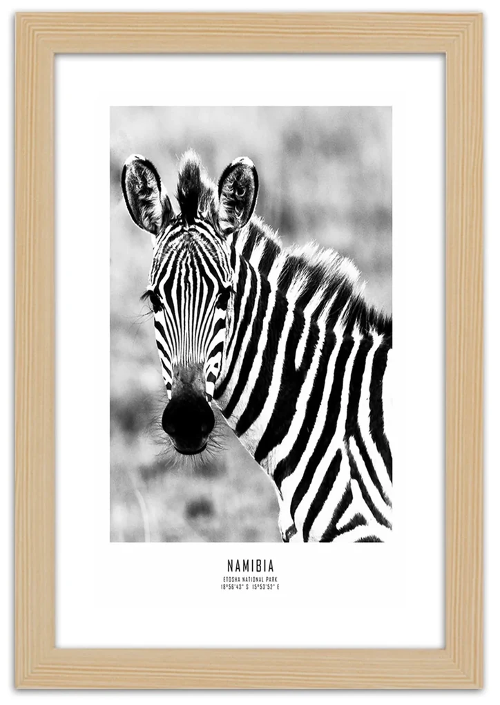 Gario Plagát Zvedavá zebra Farba rámu: Bez rámu, Rozmery: 20 x 30 cm