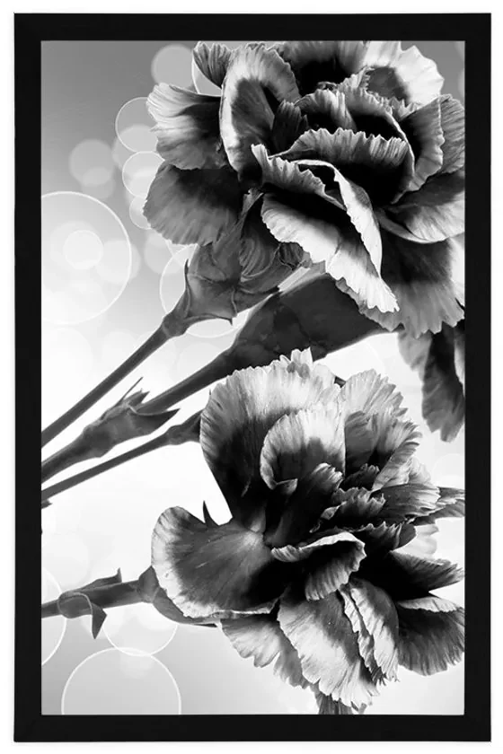 Plagát kvet karafiátu v čiernobielom prevedení - 60x90 black