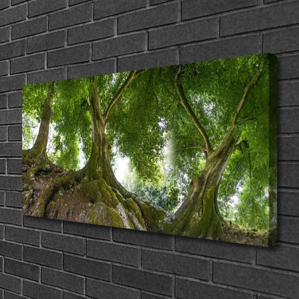 Obraz Canvas Stromy rastlina príroda 140x70 cm