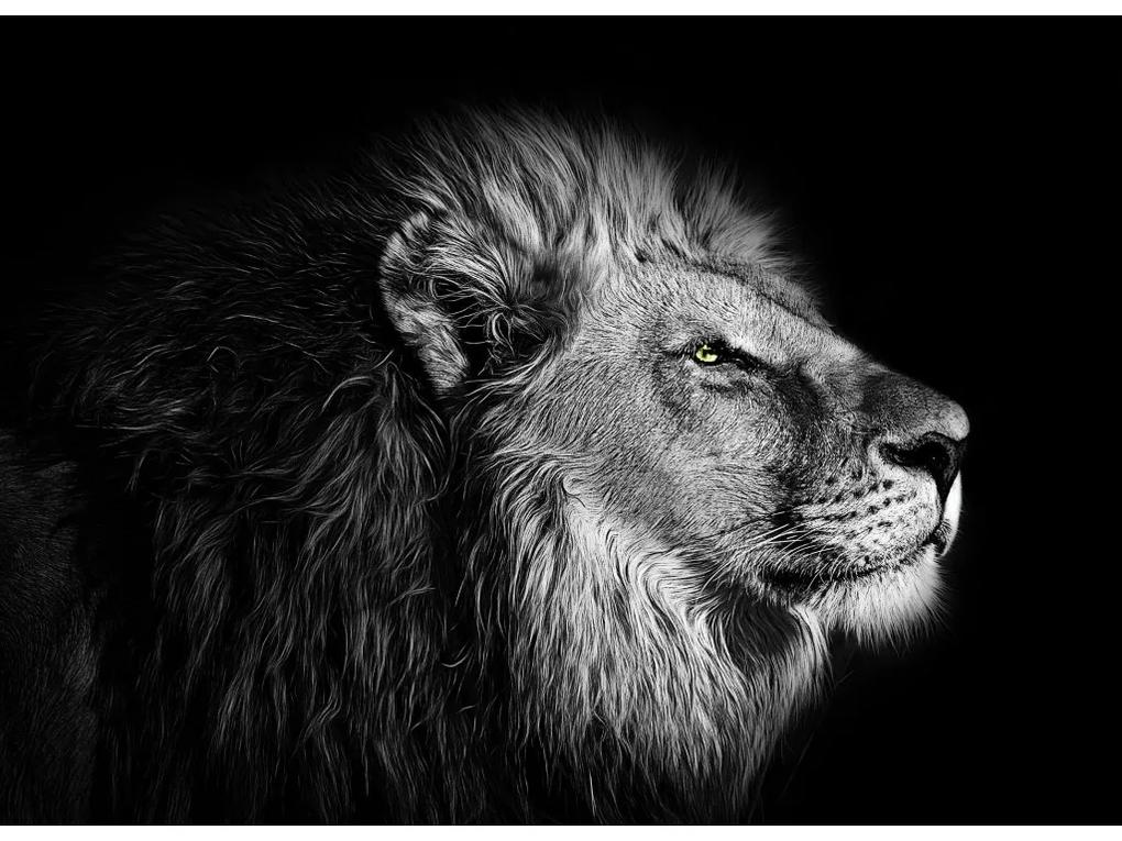 Fototapeta na stenu Black and white lion