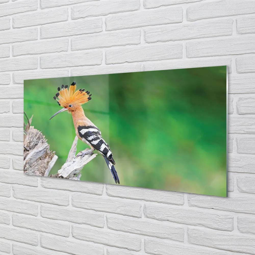 Obraz na akrylátovom skle Strom farebný papagáj 125x50 cm