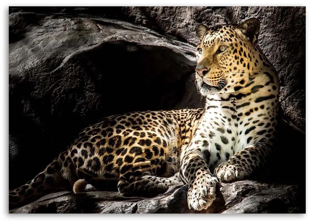 Obraz na plátně Leopardí zvířata Rocks - 120x80 cm