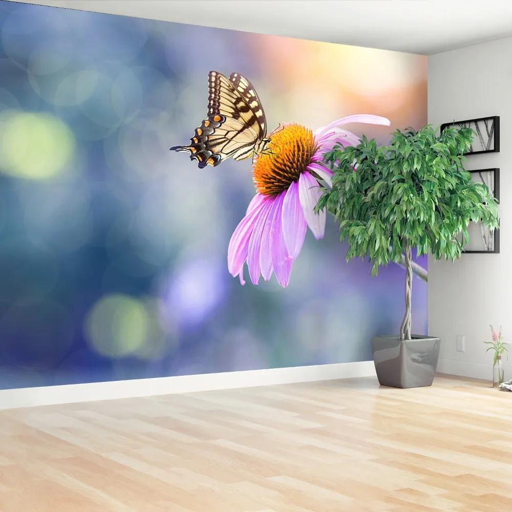 Fototapeta Vliesová Echinacea butterfly 416x254 cm