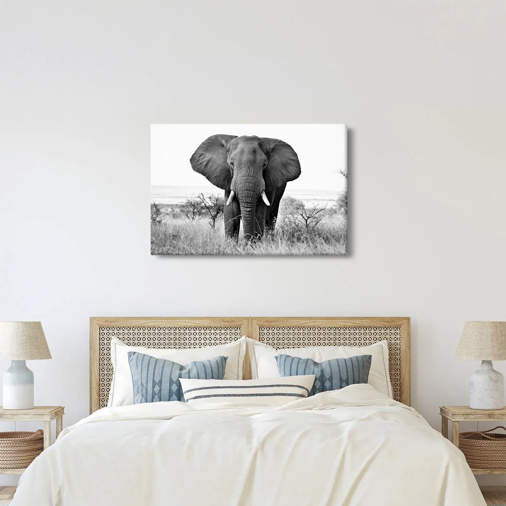 Obraz - Slon africký II. (90x60 cm)