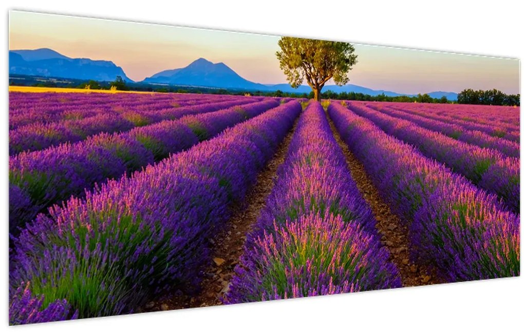 Obraz - Levanduľové pole (120x50 cm)