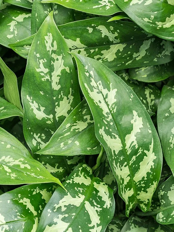 Aglaonema Maria 21x50 cm