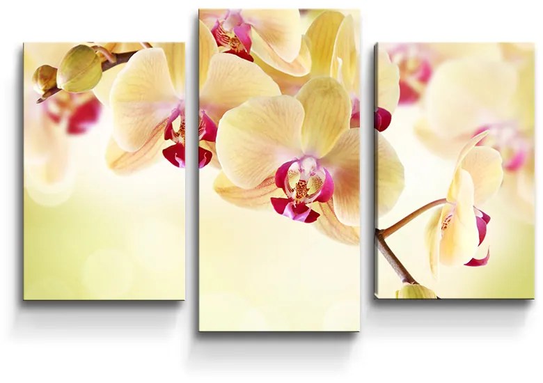 Sablio Obraz - 3-dílný Orchidea 2 - 75x50 cm