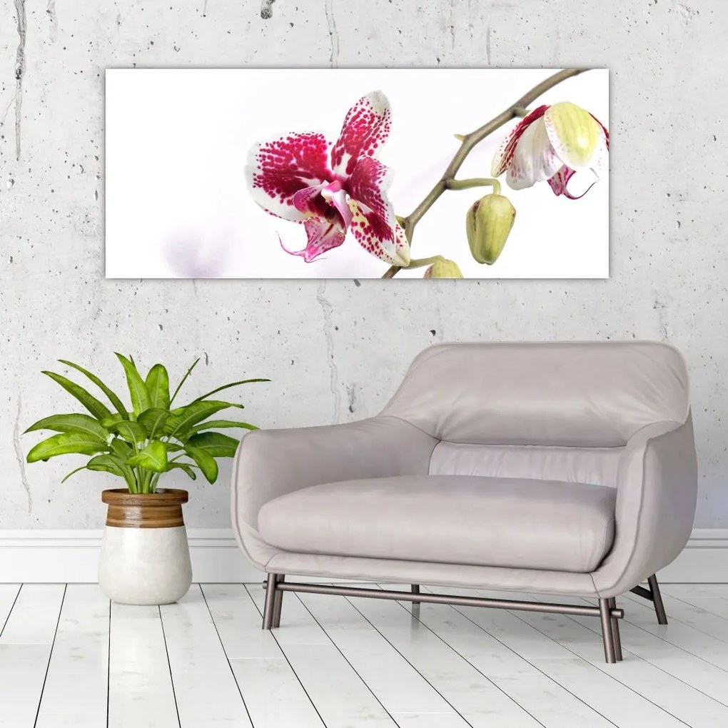 Obraz kvetu orchidey (120x50 cm)