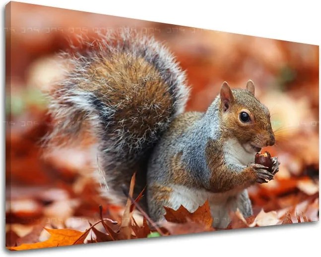 Obraz na stenu ZVIERATÁ ZV002E11