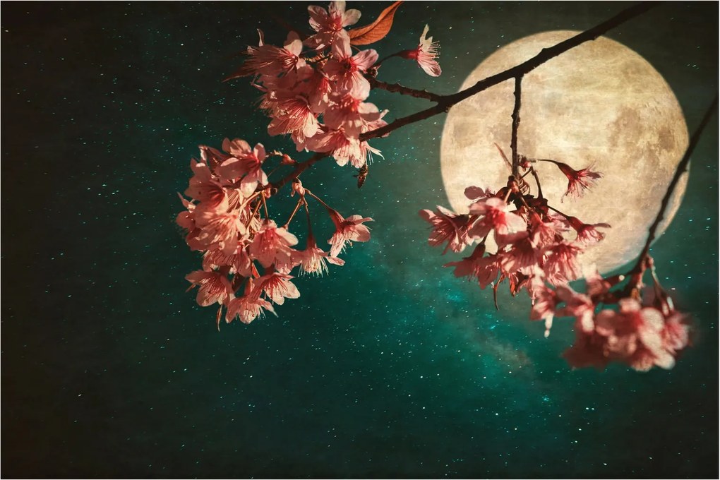 Obraz - Sakura v splne (90x60 cm)