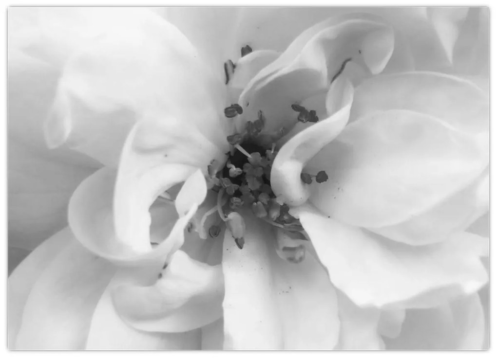 Obraz - Kvet, čiernobiela (70x50 cm)