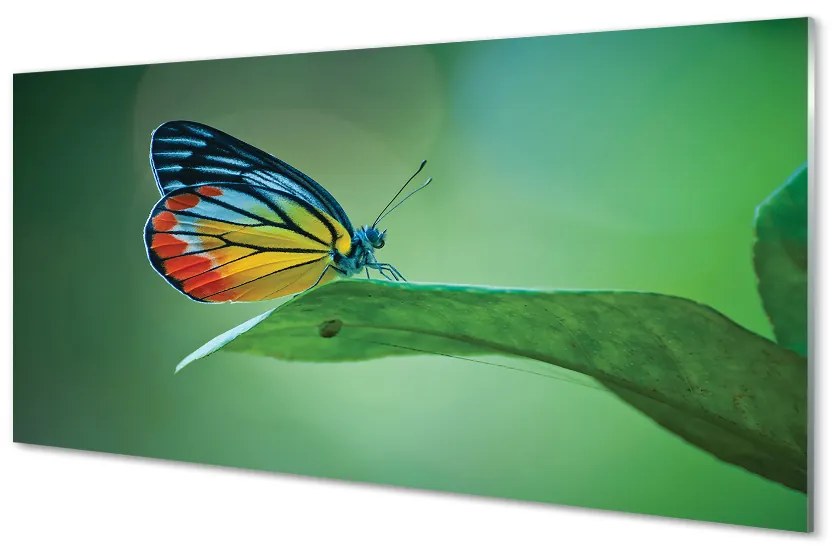 Sklenený obraz Farebný motýľ krídlo 100x50 cm