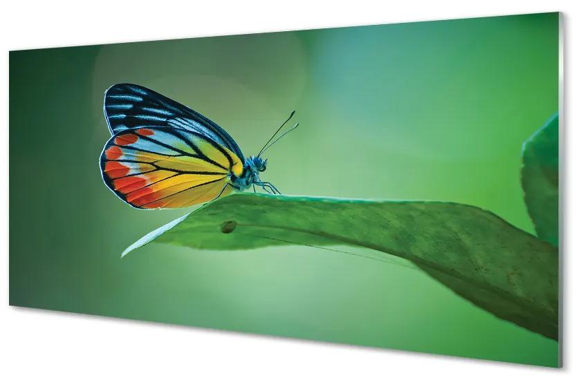 Sklenený obraz Farebný motýľ krídlo 140x70 cm