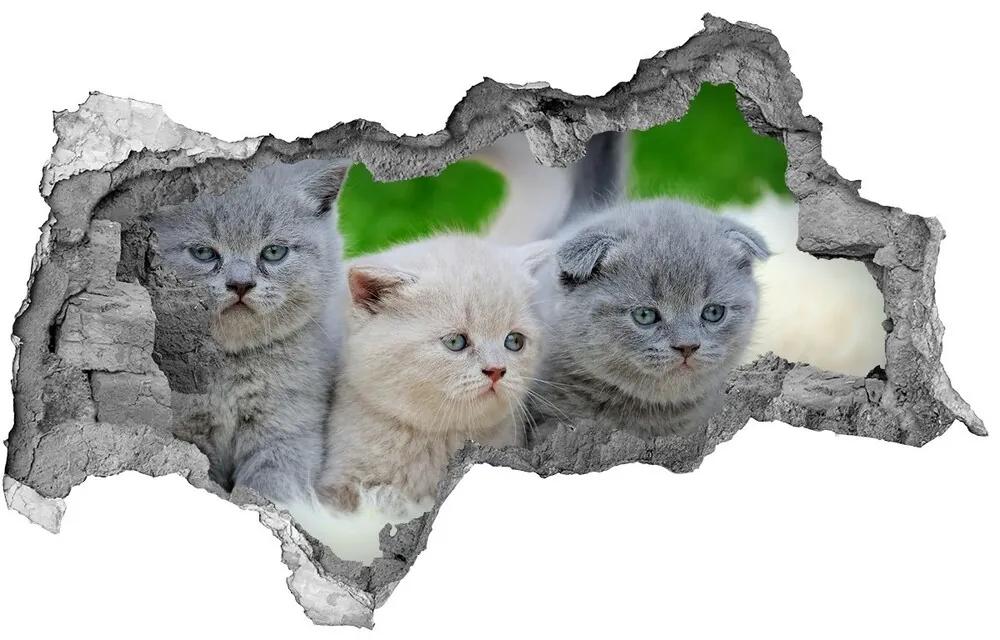 Diera 3D fototapeta nálepka Tri mačky na deke nd-b-112670236