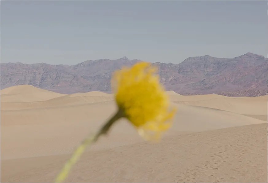 Moikka Plagát Desert Mirage by Nicole Mason 50x70 cm