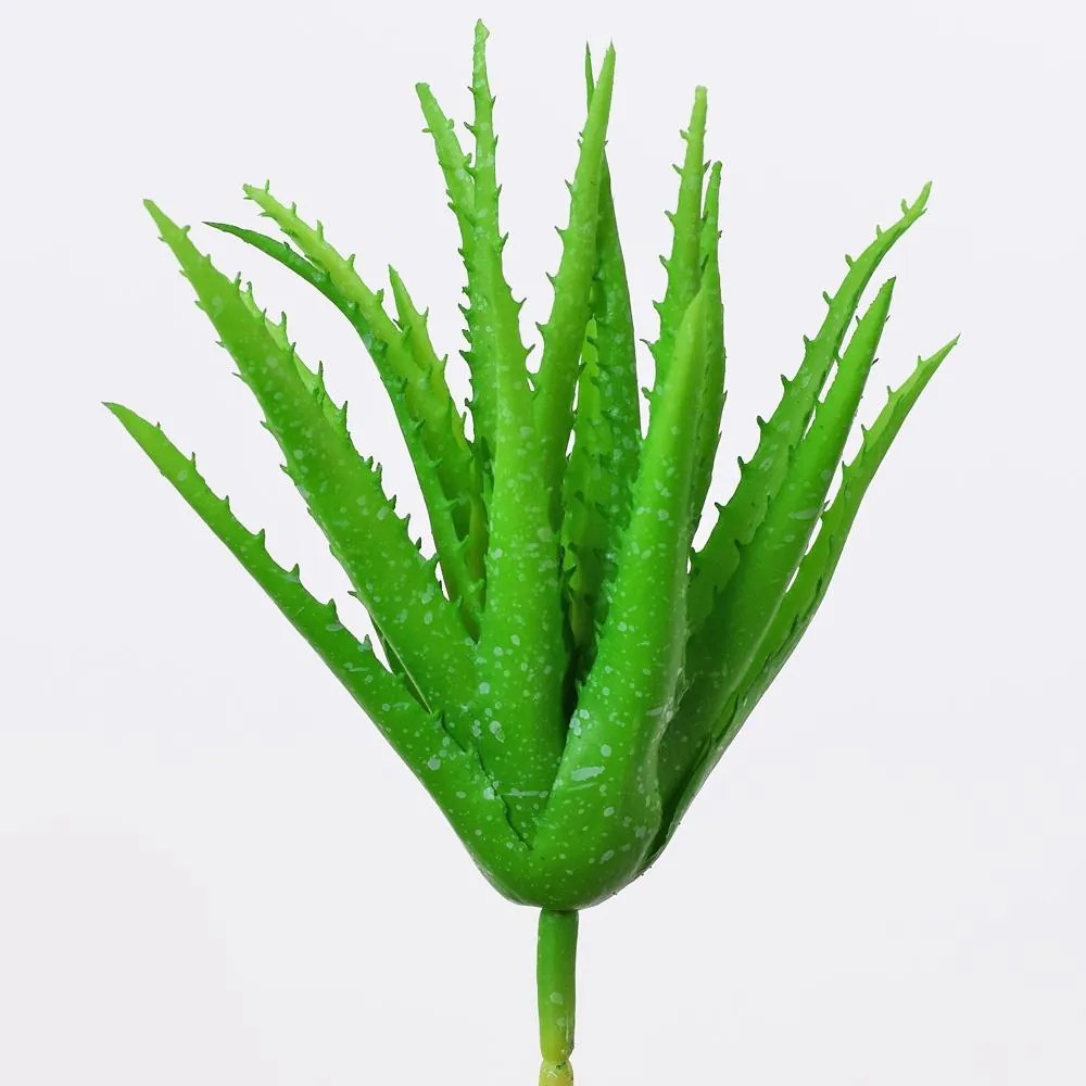 ALOE 22CM