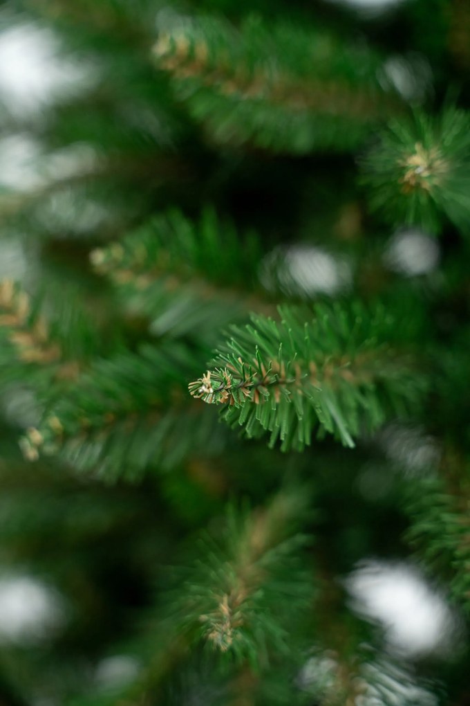 Limpol Jedľa Renata 2,20 m