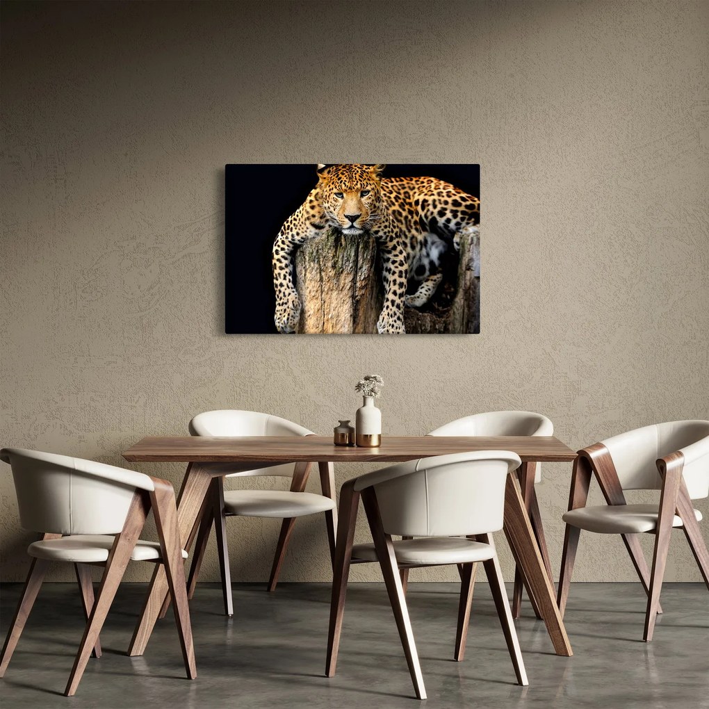 Obraz - Gepard (90x60 cm)