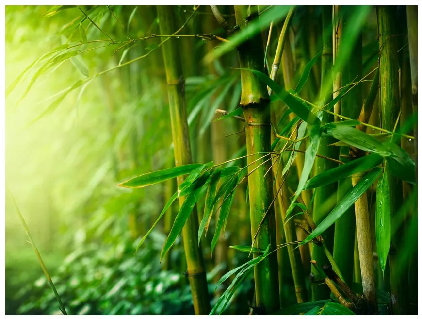 Artgeist Fototapeta - jungle - bamboo Veľkosť: 300x231, Verzia: Premium