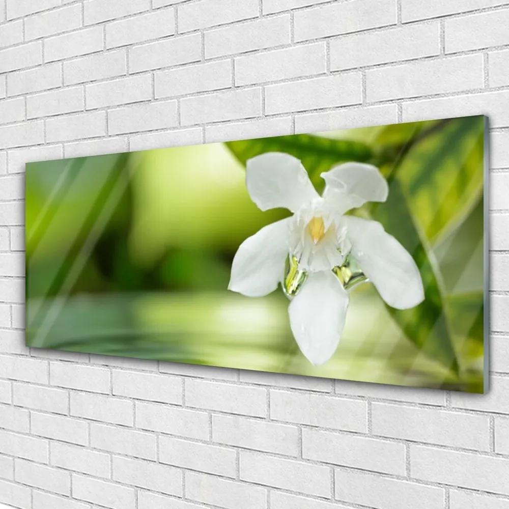 Obraz na akrylátovom skle Kvet listy 125x50 cm