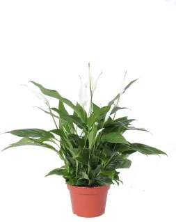 Spathiphyllum Pearl Cupido 15x45 cm