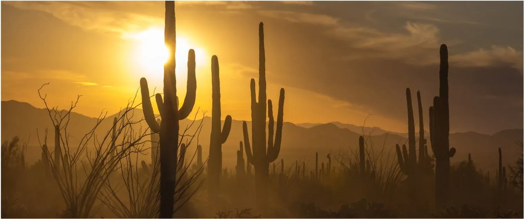 Obraz - Kaktusy Saguaro (120x50 cm)