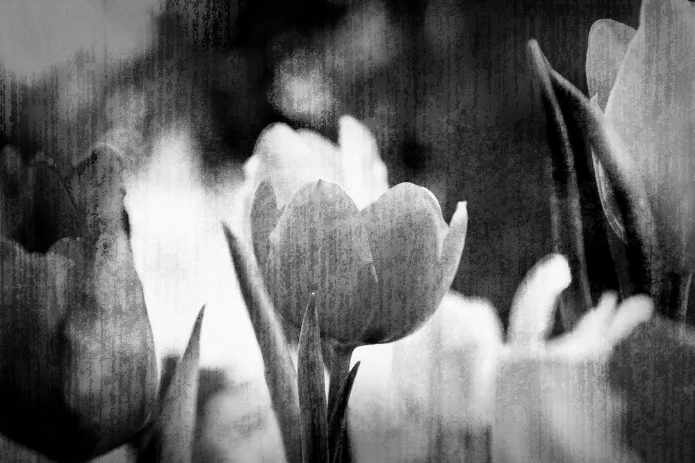 Zaujímavá čiernobiela samolepiaca tapeta tulipány v retro prevedení