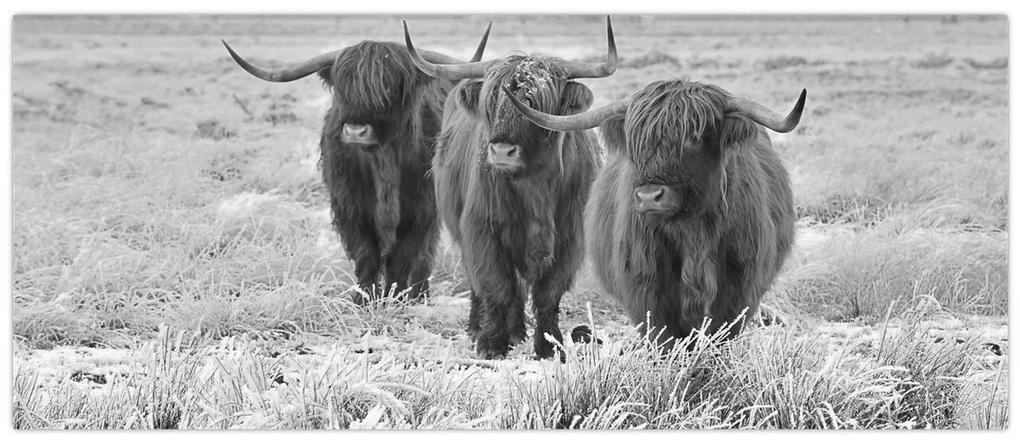 Obraz - Škótske kravy, čiernobiela (120x50 cm)