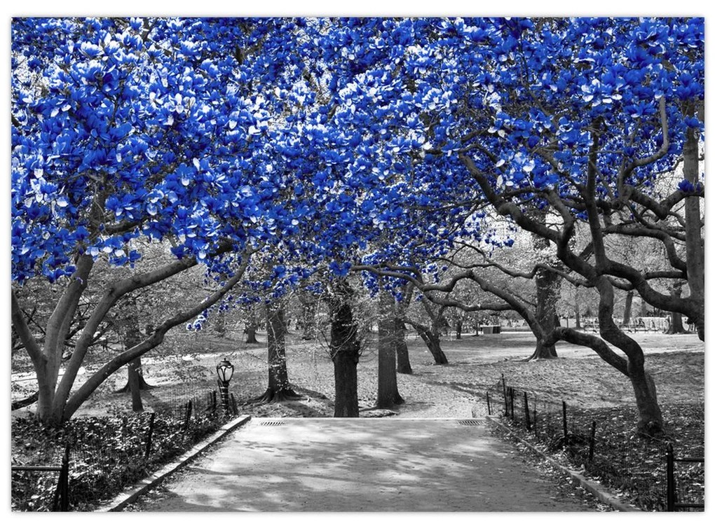 Obrázok - Modré stromy, Central Park, New York (70x50 cm)