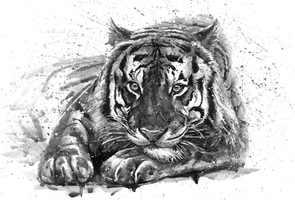 Samolepiaca tapeta čiernobiela maľba bengálskeho tigra