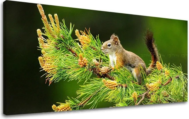 Obraz na stenu PANORÁMA ZVIERATÁ