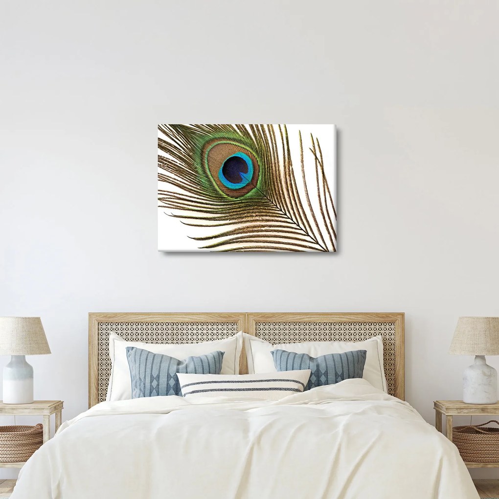 Obraz pávieho peria (70x50 cm)