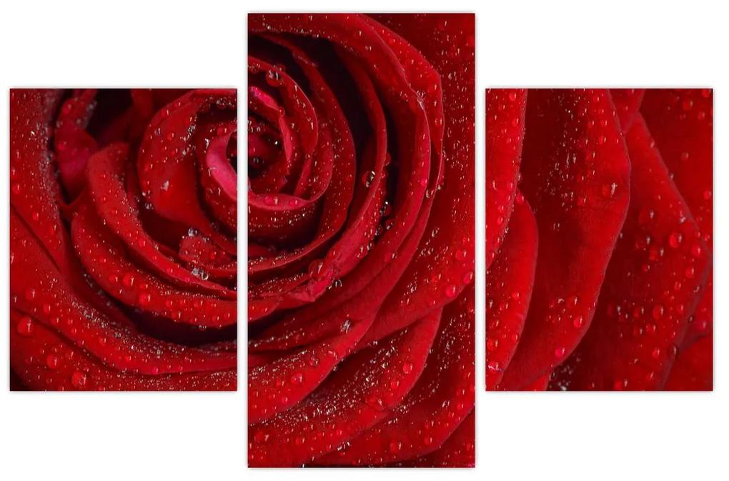Obraz - detail ruže (90x60 cm)