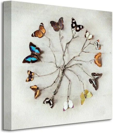 Obraz na plátne Harmónia motýľov Winstanley Ian 40x40cm WDC95183
